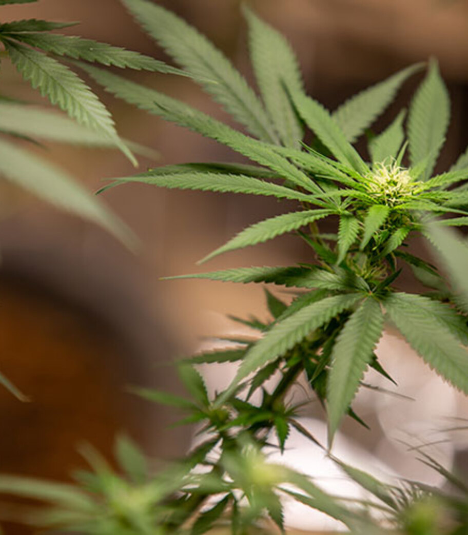 La Suprema Corte de Justicia de la Nación declara la inconstitucionalidad de diversas normas prohibitivas de la siembra, cultivo y cosecha del cannabis, así como sus derivados, incluyendo el cáñamo (Amparo Directo en Revisión 355/2020)